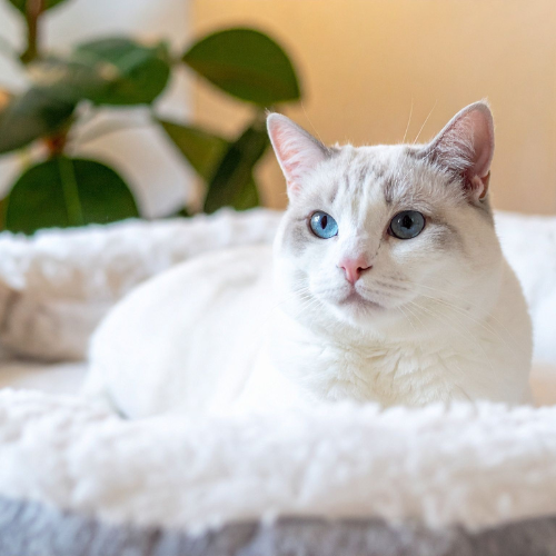 Cat Beds & Fun