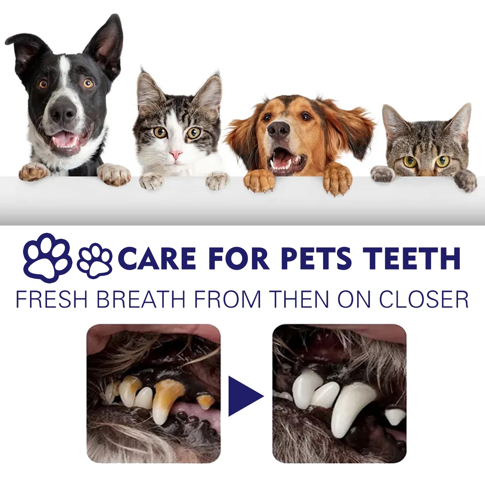 Dental Care Toothpaste