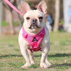 No Pull Dog Harness and Leash Set