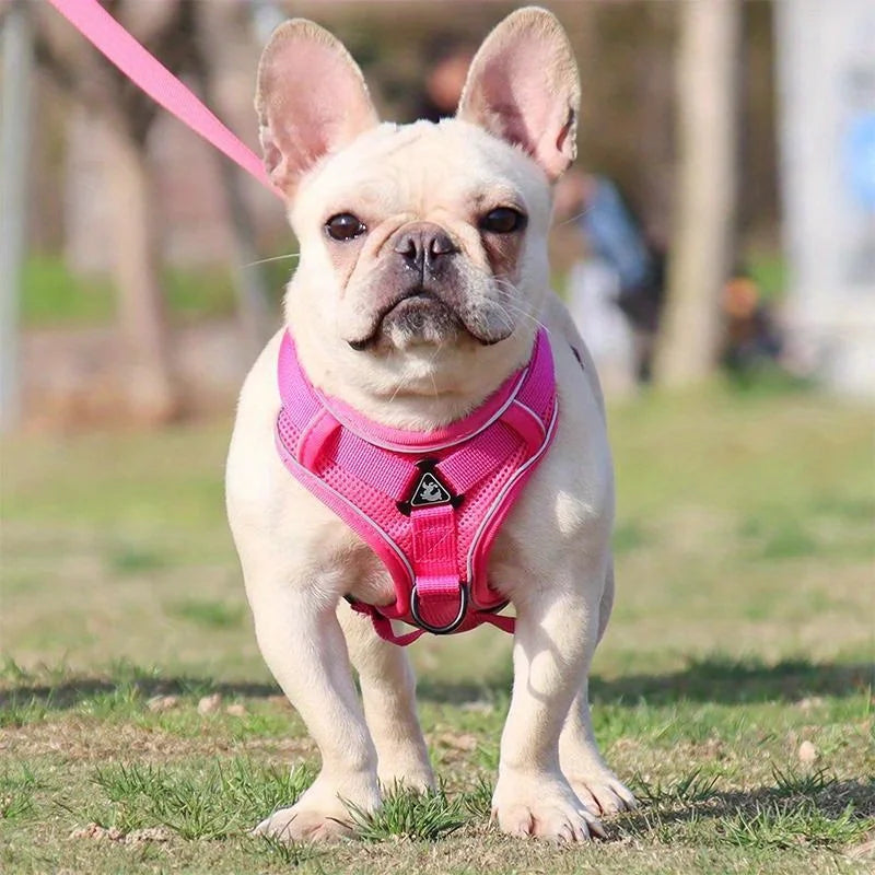 No Pull Dog Harness and Leash Set