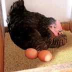 Coconut Fiber Breeding Eggs Mat