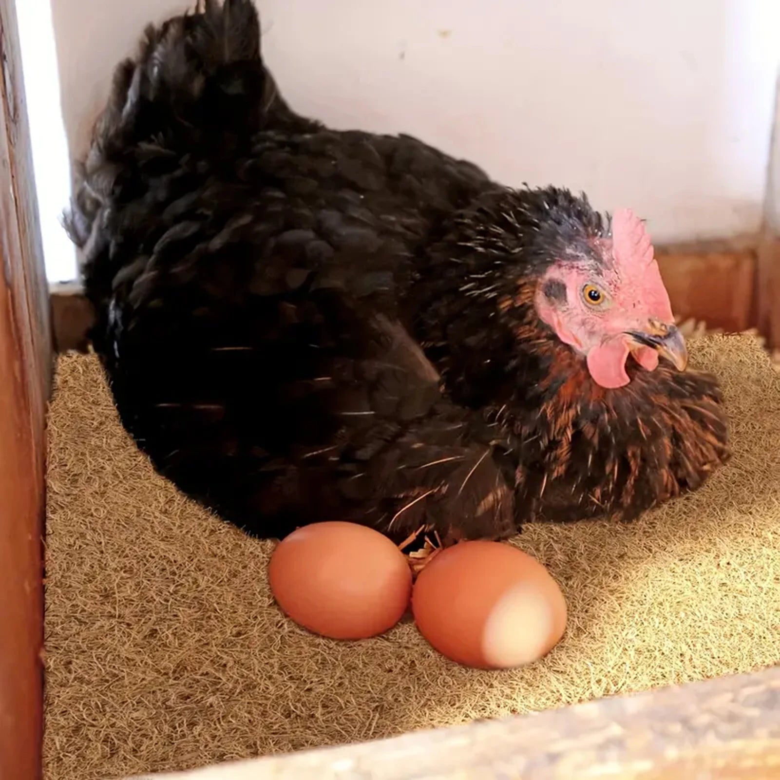 Coconut Fiber Breeding Eggs Mat