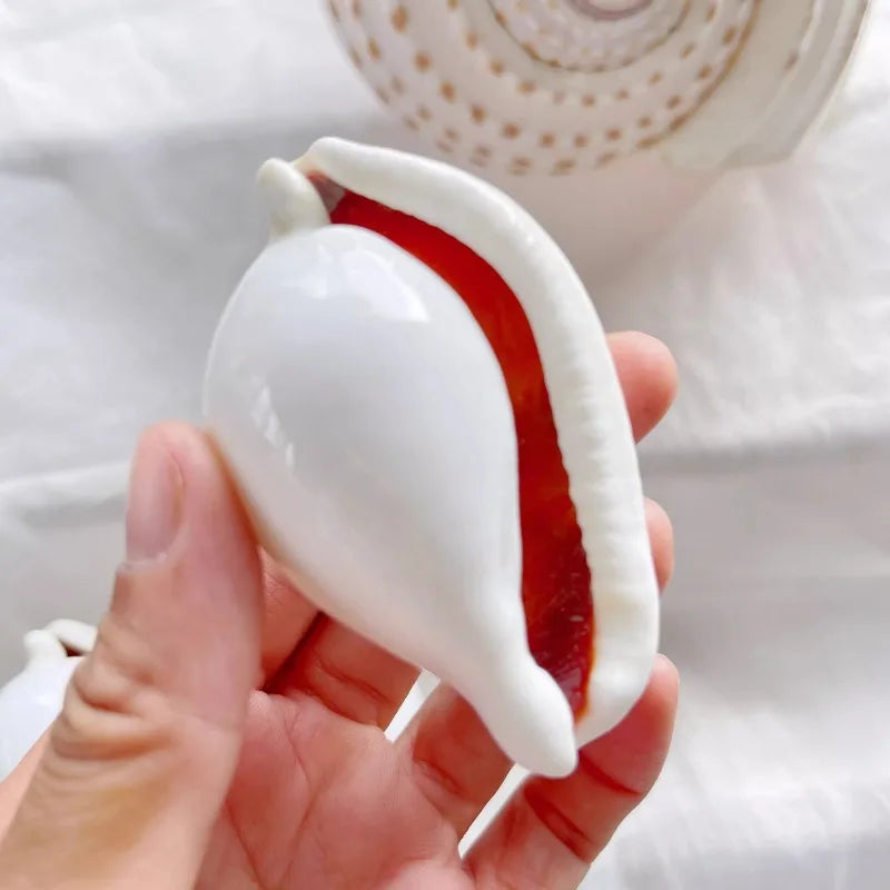 1pc Pure White Conch Shell