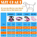 Training Kit for Dogs