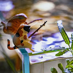Kitten Fishing Ornament