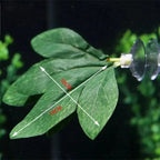 Betta Fish Leaf Hammock