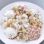 Conch Shell Mix Set Fish Tank