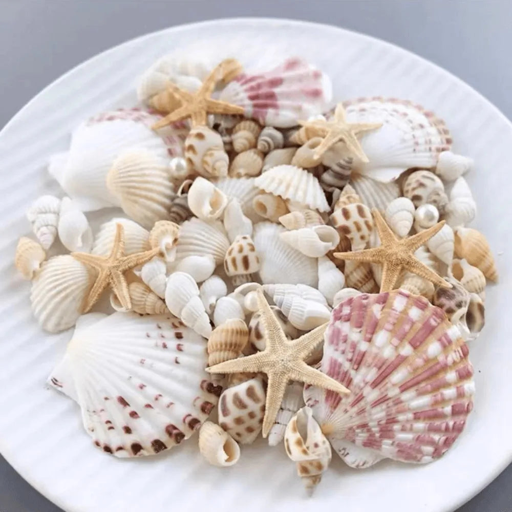 Conch Shell Mix Set Fish Tank