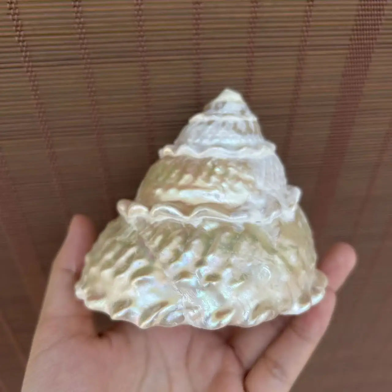 Polished Lace Tower Conch Shell