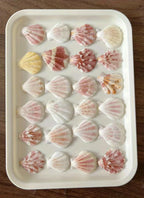 20pcs Pink and White Series Sea-Shells