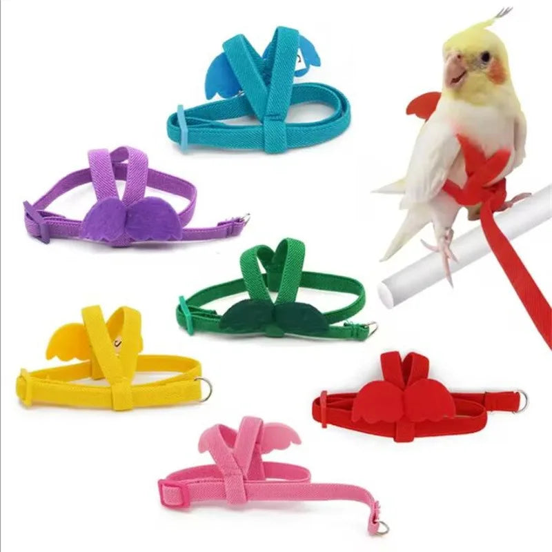 Bird Harness/Leash Training