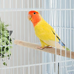 Metal Bird Cage/Removable tray