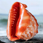 1pc Large Orange Red Conch Shell