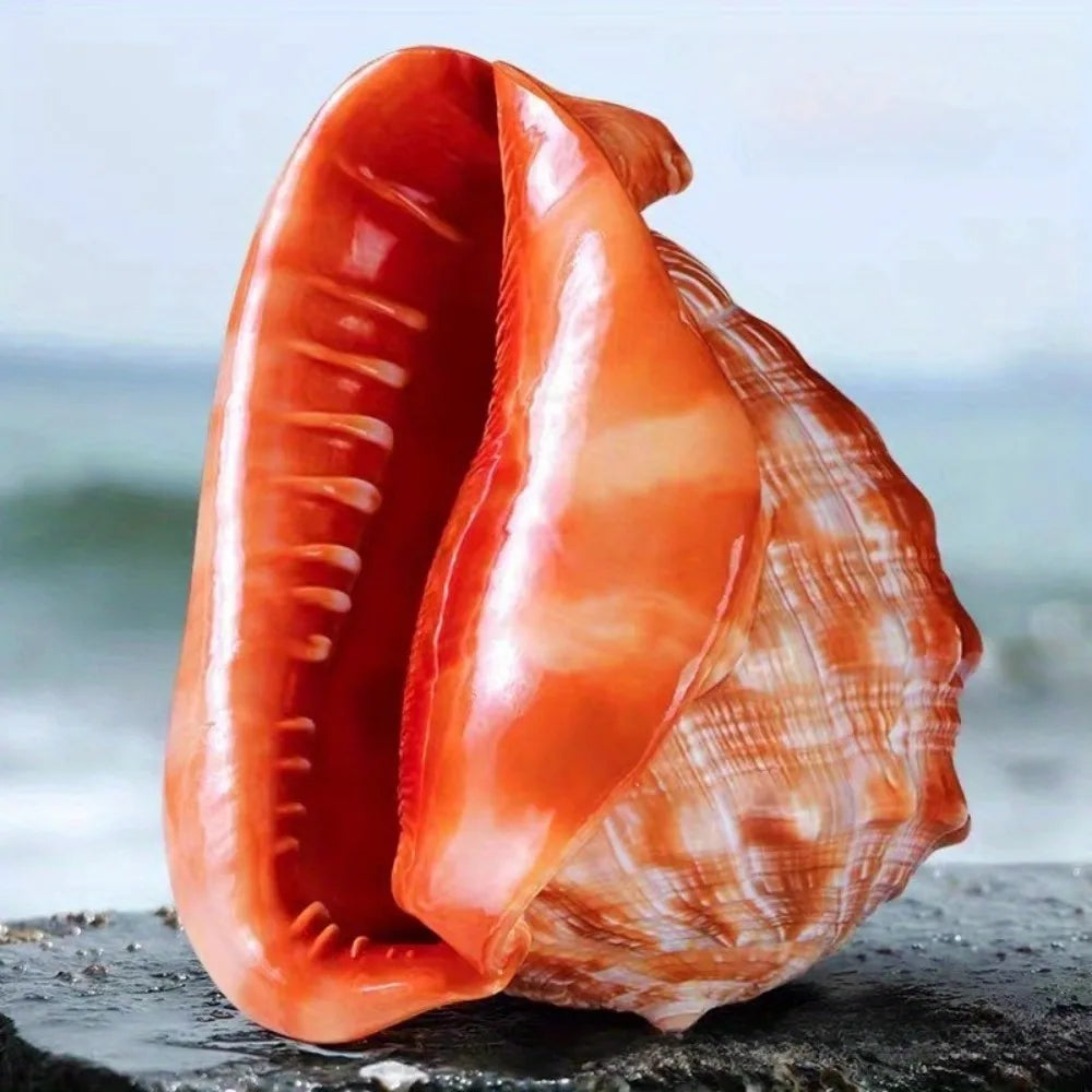 1pc Large Orange Red Conch Shell