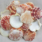 50Pcs Natural Pink Sea Shells