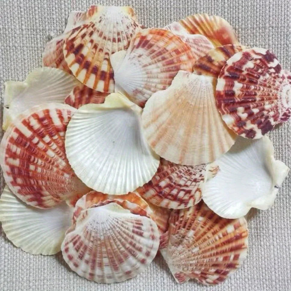 50Pcs Natural Pink Sea Shells