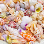Mixed Sea Shells for Aquarium