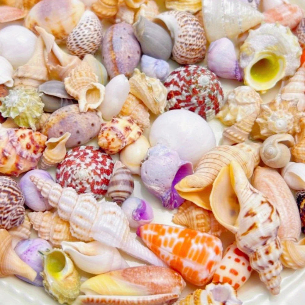 Mixed Sea Shells for Aquarium