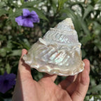 Polished Lace Tower Conch Shell
