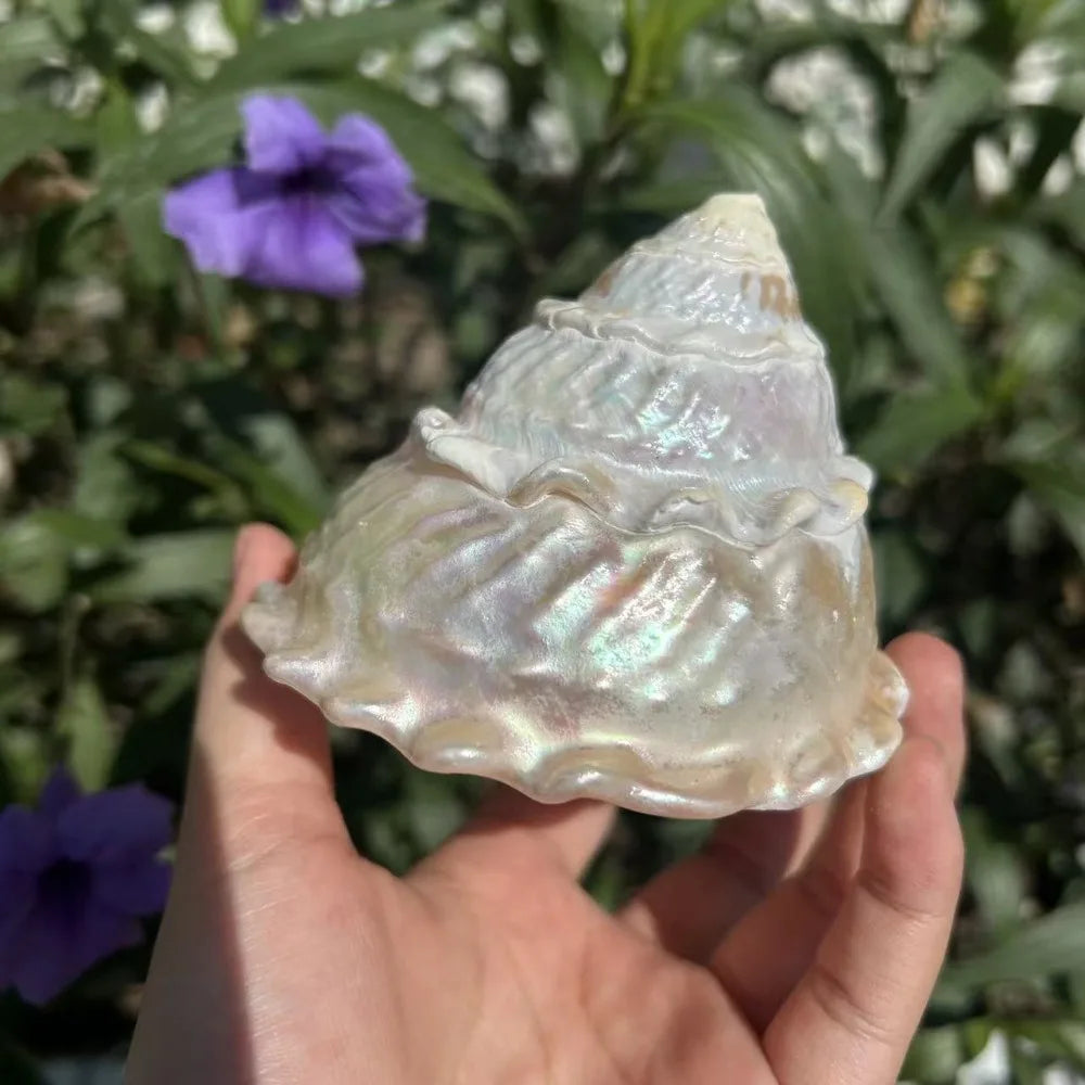 Polished Lace Tower Conch Shell