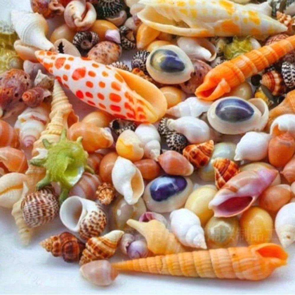 Floating Quicksand Colorful Sea Shells