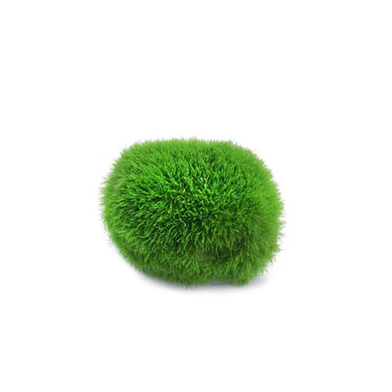 Live Aquarium Plant Algae