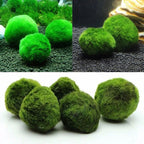 Live Aquarium Plant Algae