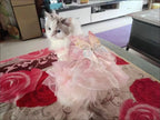 Dog/Cat spring princess Dress
