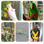 Bird Harness/Leash Training