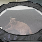 Cat Tunnel House 2 in 1 Interactive