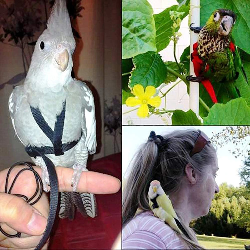 Bird Harness/Leash Activities