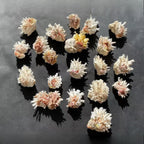 1pc Sea Chrysanthemum Shell Decor