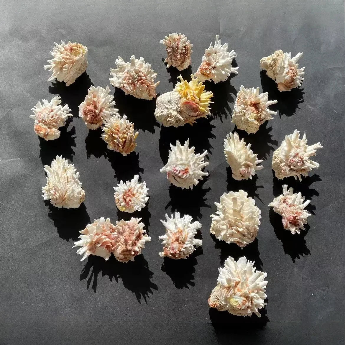 1pc Sea Chrysanthemum Shell Decor