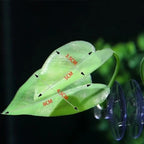 Betta Fish Leaf Hammock