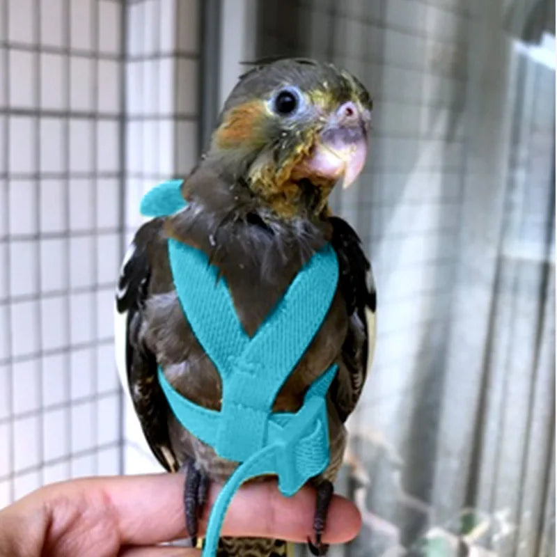 Bird Harness/Leash Training