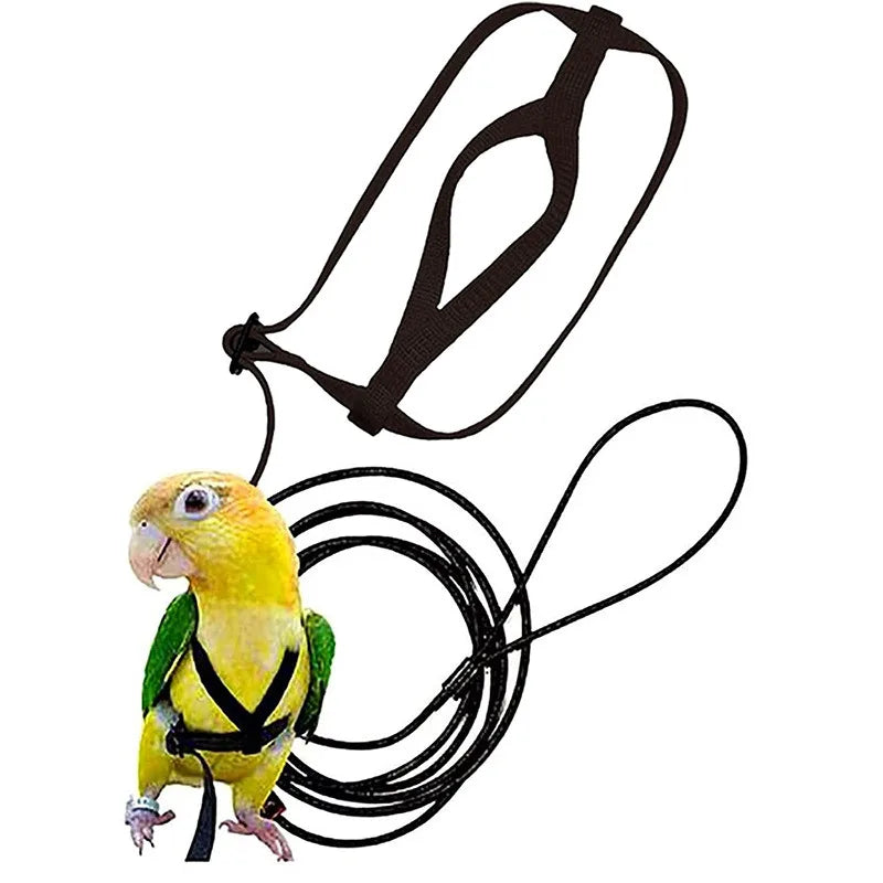 Bird Harness/Leash Activities