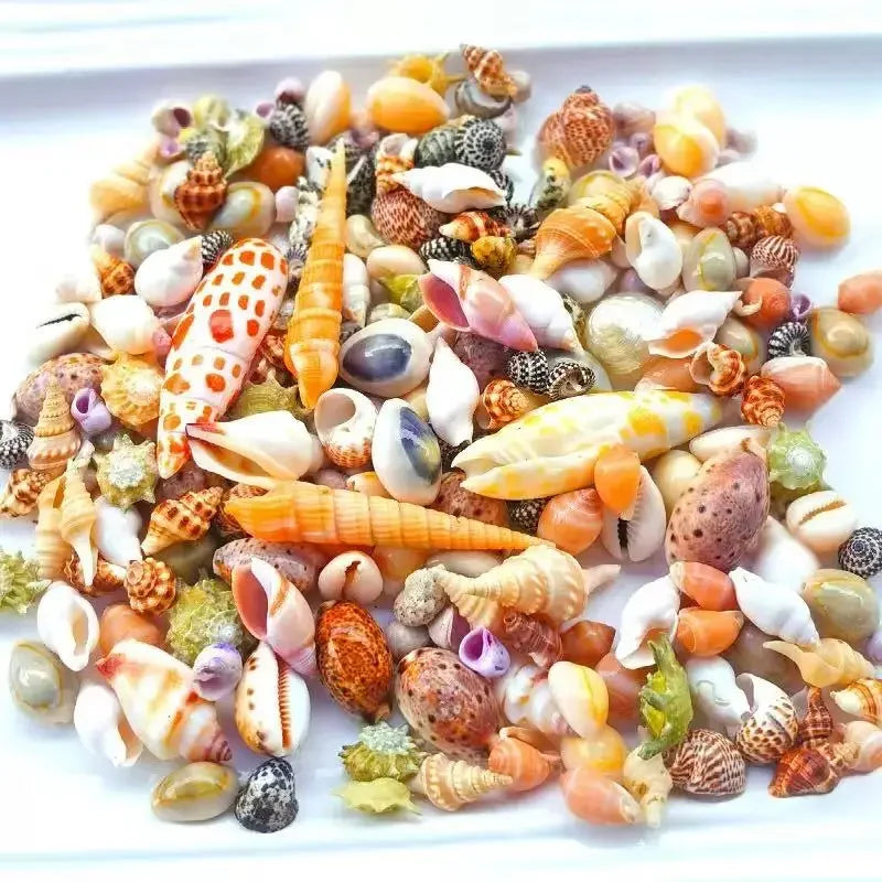 Floating Quicksand Colorful Sea Shells