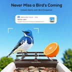 Bird Feeder with Camera