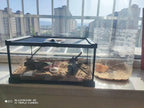 Mini Glass Terrarium Tank