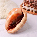 1pc Large Orange Red Conch Shell