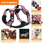 Training Kit for Dogs