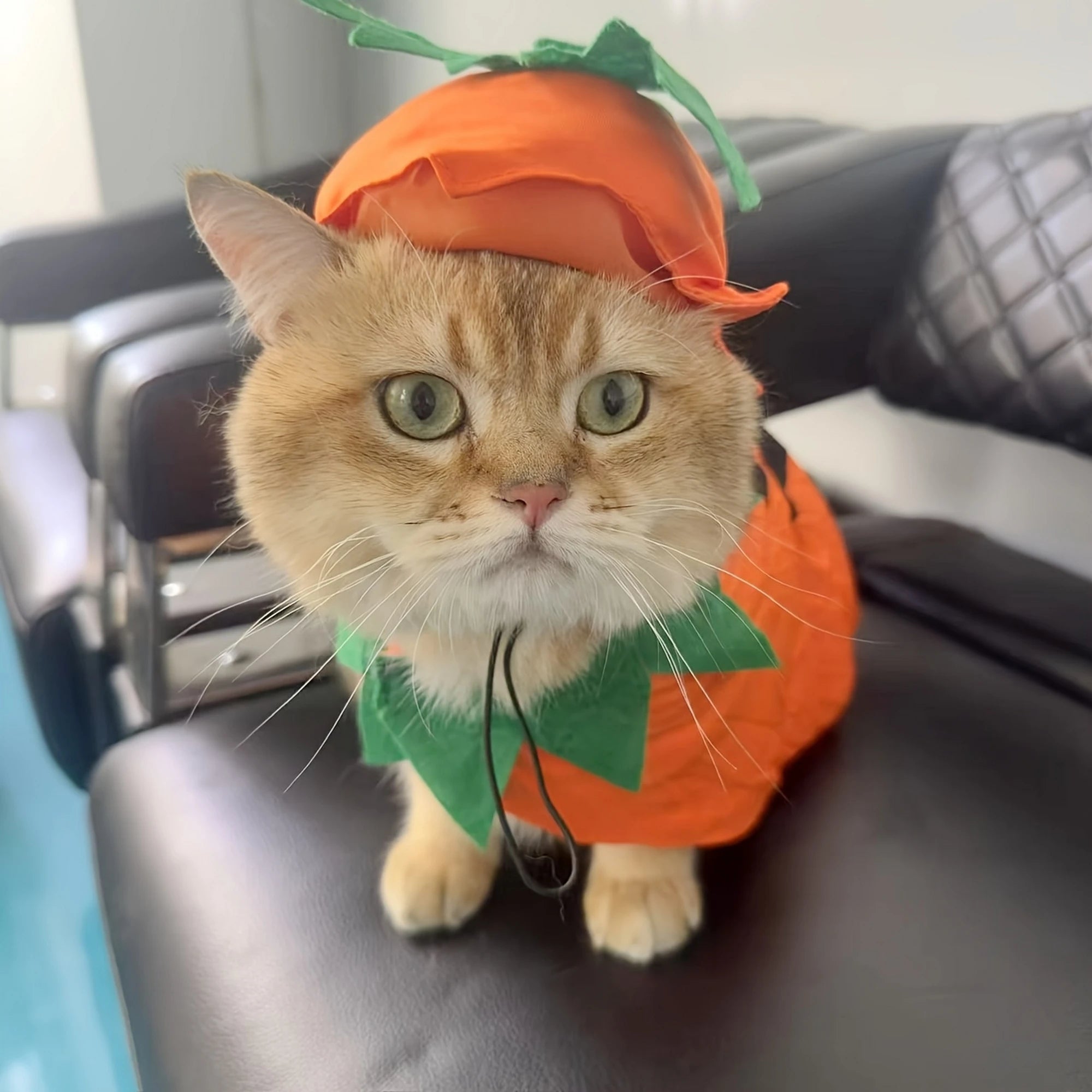 2Pcs Halloween Cat Costumes