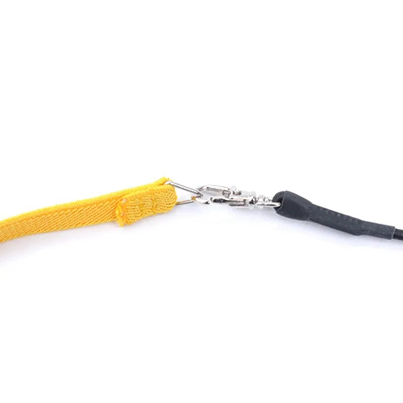 Bird Harness/Leash Training