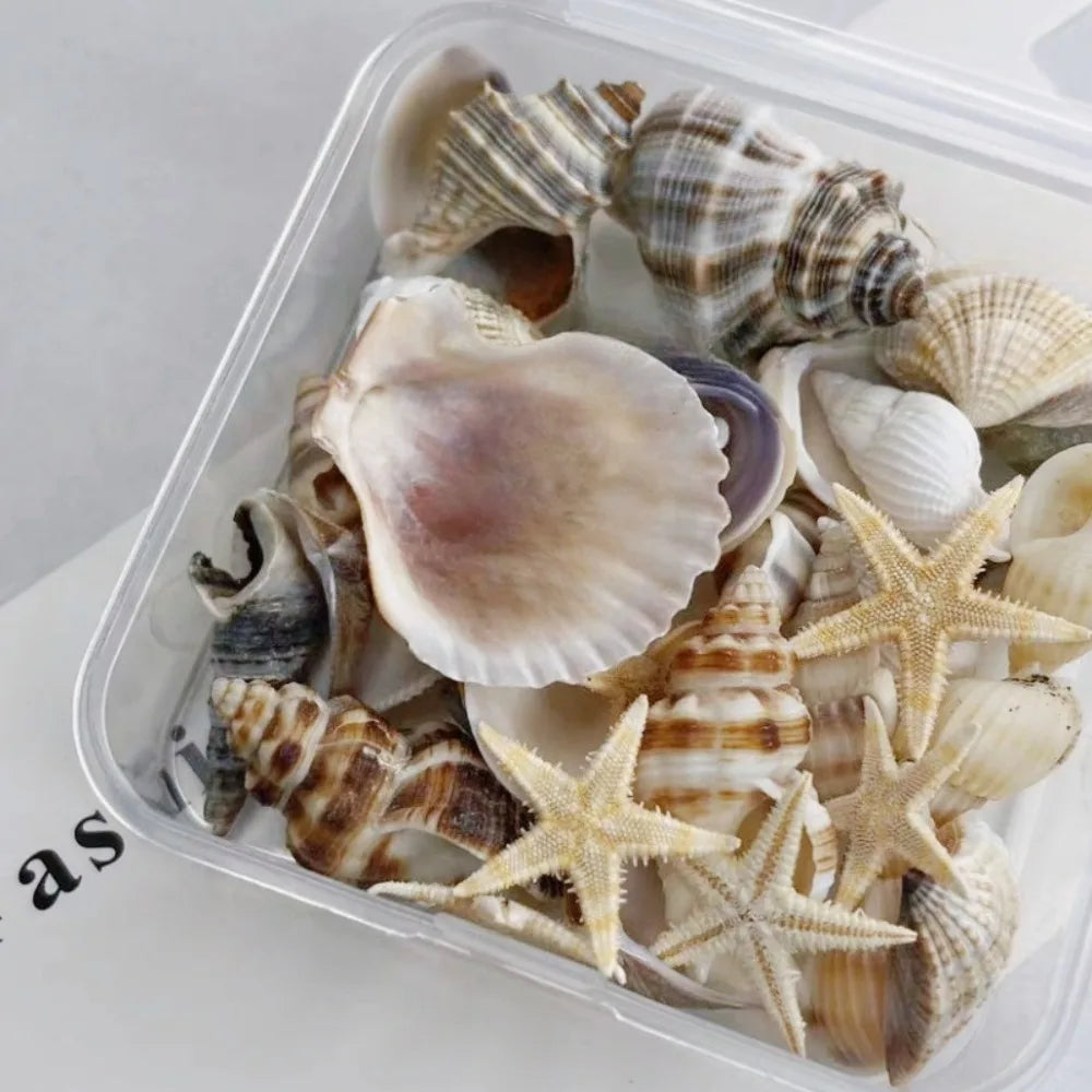 2 Boxes Sea Star and Shells
