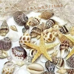 2 Boxes Sea Star and Shells
