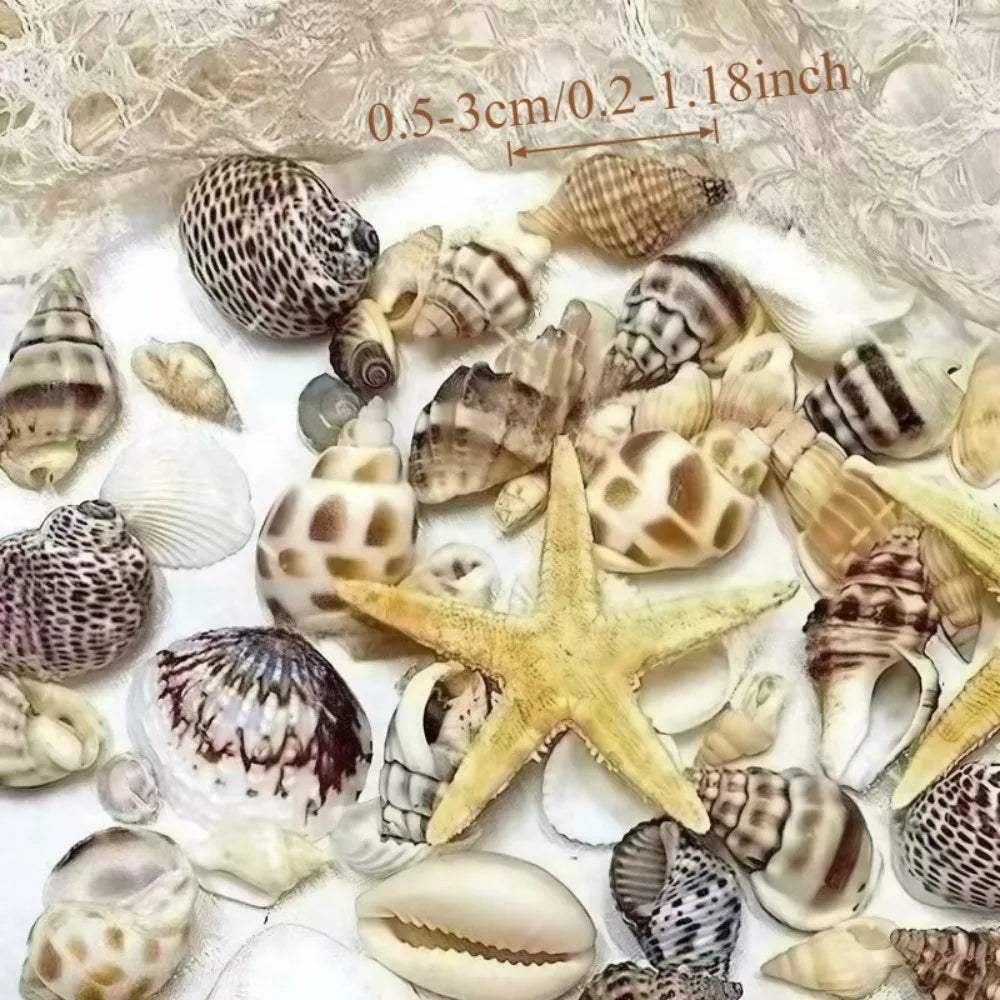 2 Boxes Sea Star and Shells
