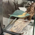 Frog Habitat Leaf Suction Cups