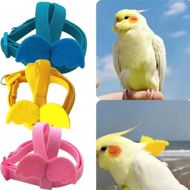 Bird Harness/Leash Training