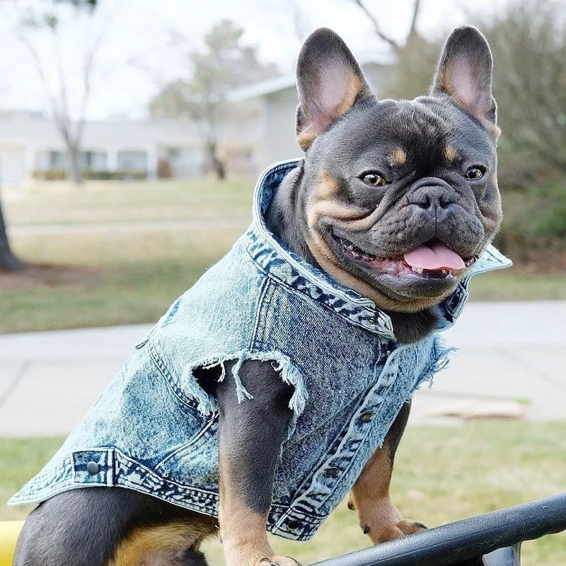 Dog Jeans Jacket Denim