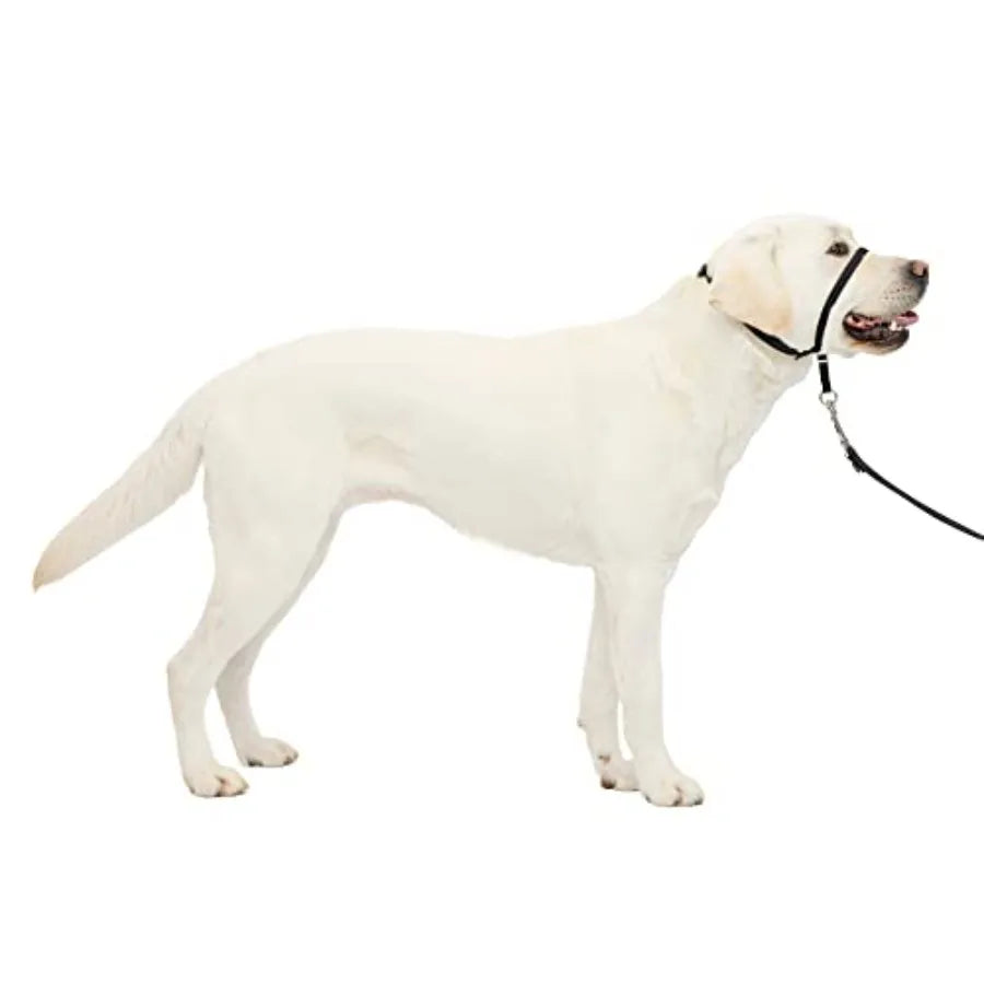 Leader Pull Head Collar